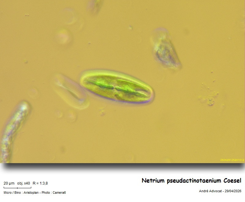 Netrium pseudactinotaenium Coesel #85970