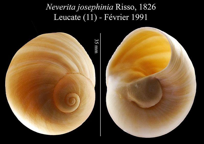Neverita josephinia #56017