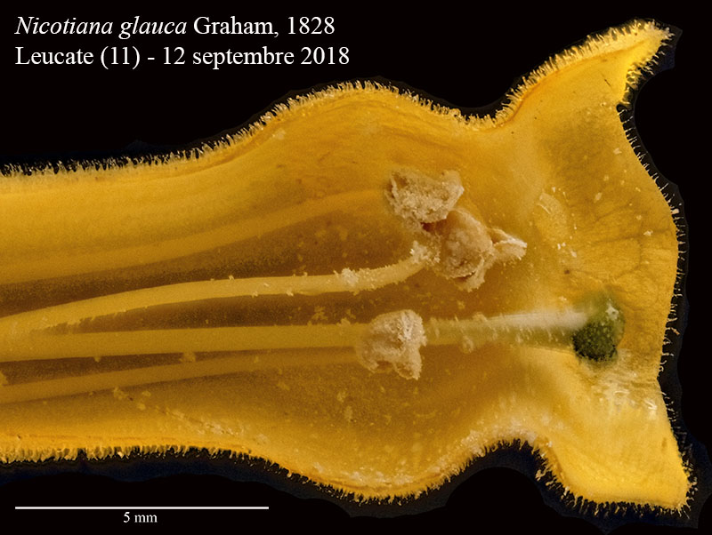 Nicotiana glauca #56321