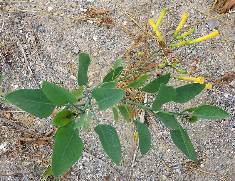 Nicotiana glauca #56318
