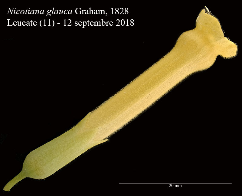 Nicotiana glauca #56319