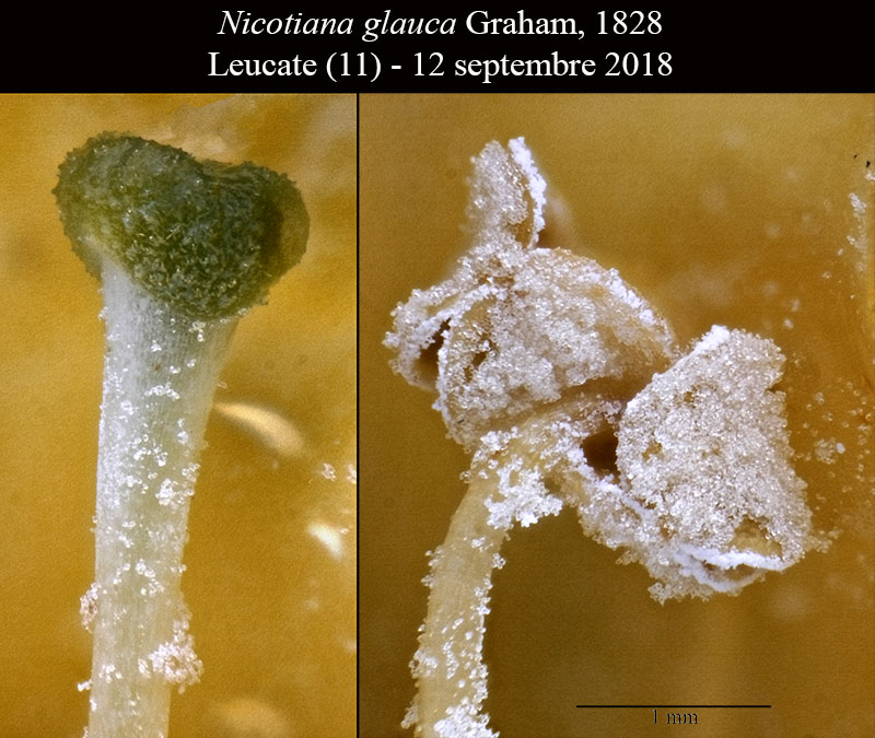 Nicotiana glauca #56322