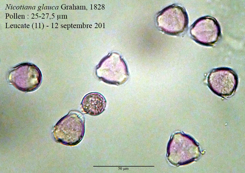 Nicotiana glauca #56325