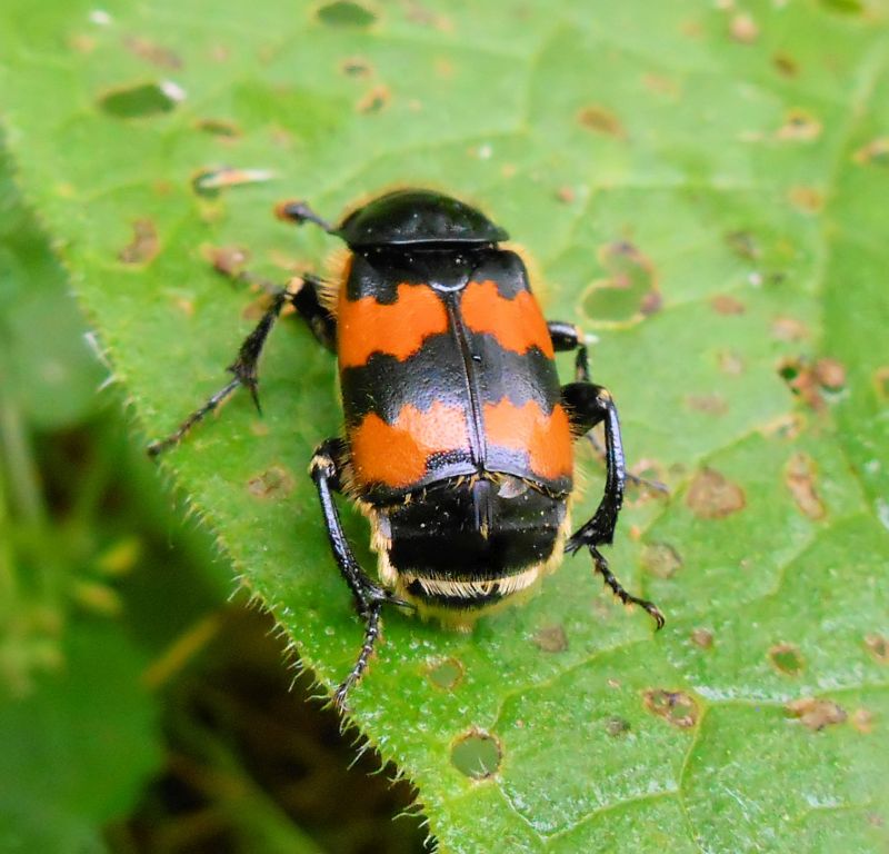 Nicrophorus vespillo #63601