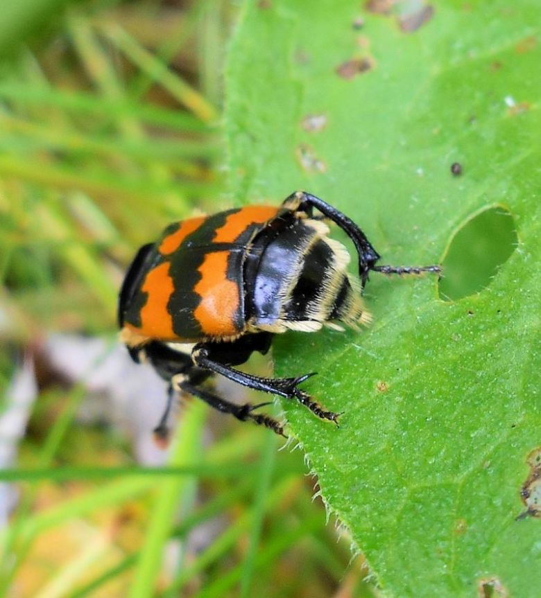 Nicrophorus vespillo #63599