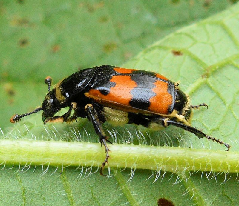 Nicrophorus vespillo #63597