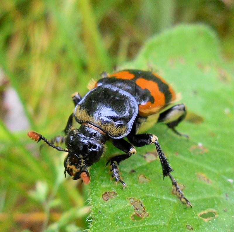 Nicrophorus vespillo #63598