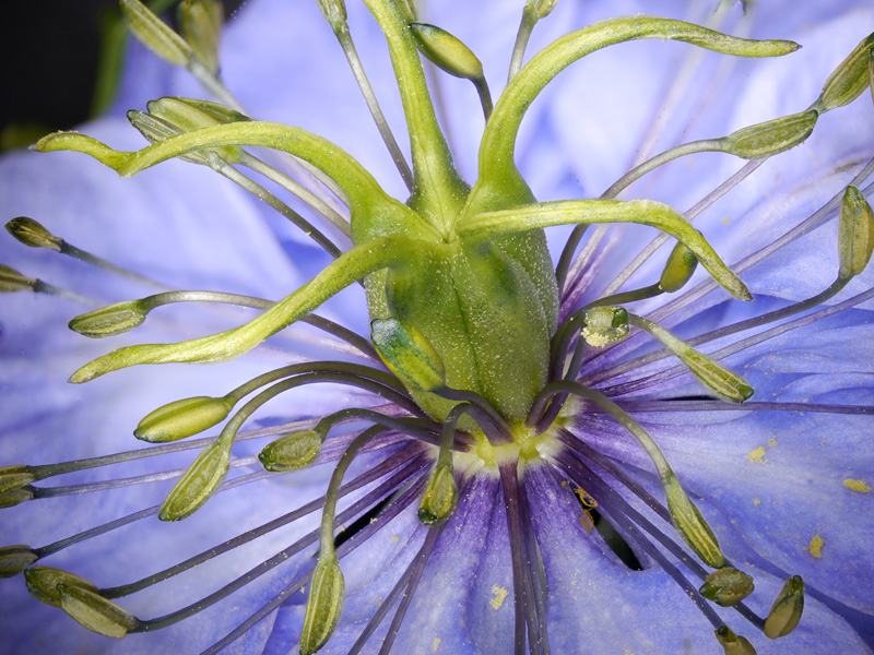 Nigella damascena #50159