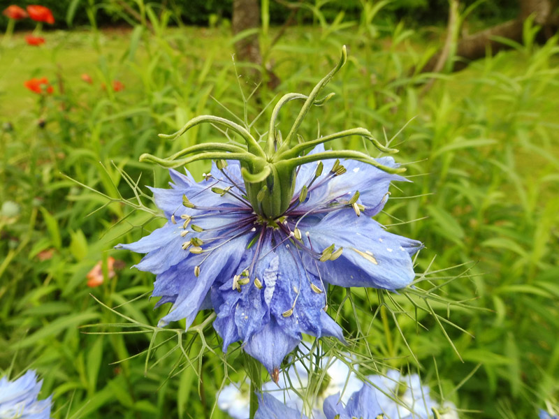 Nigella damascena #50155