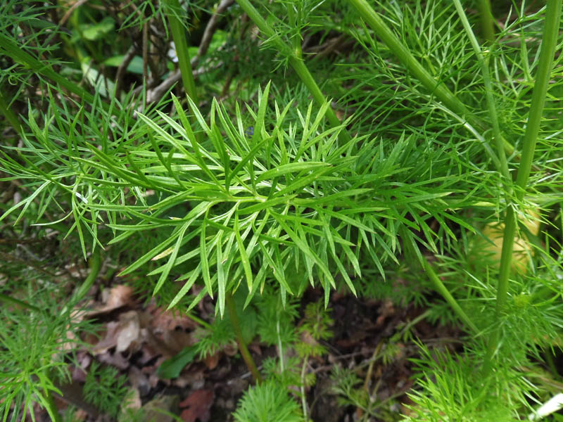 Nigella damascena #50156