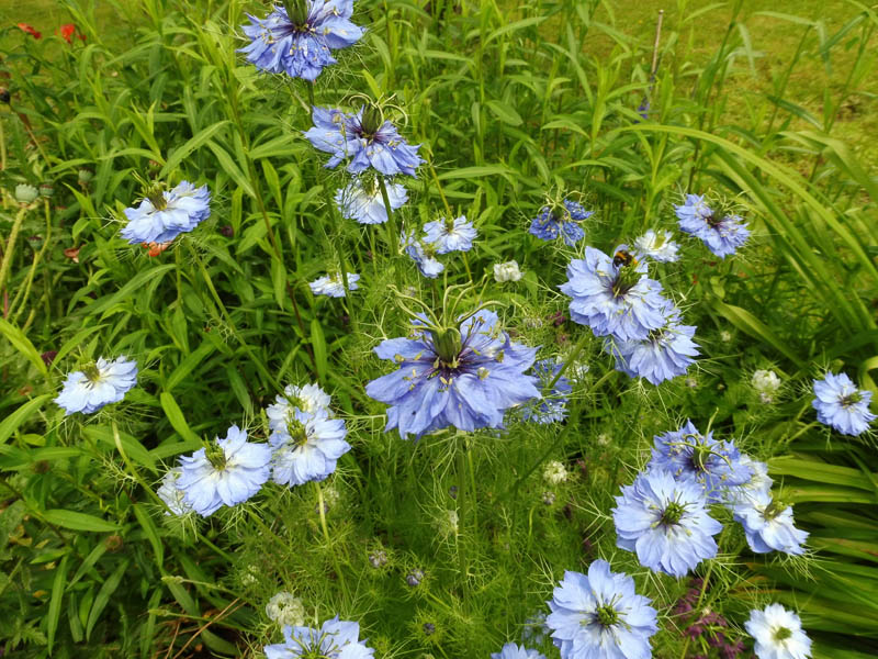 Nigella damascena #50154
