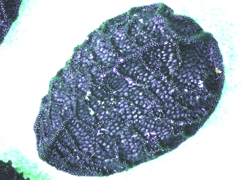 Nigella damascena #50160