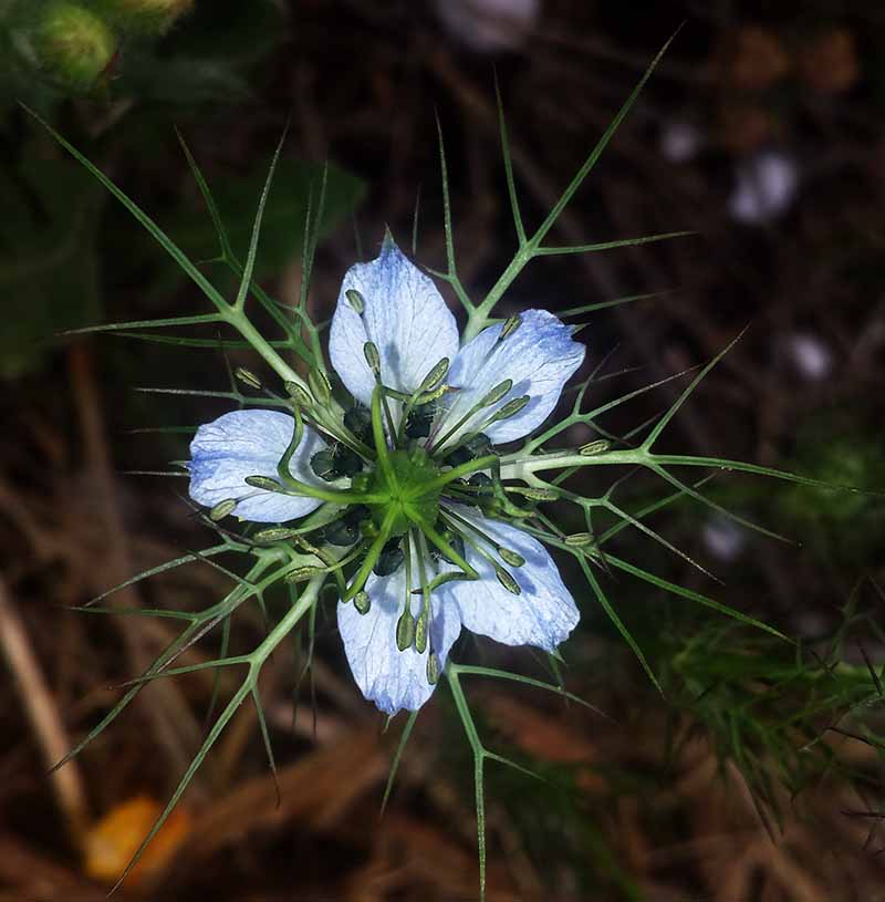 Nigella damascena #50780