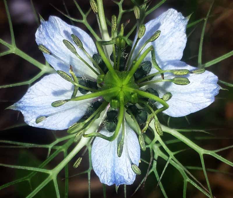 Nigella damascena #50781