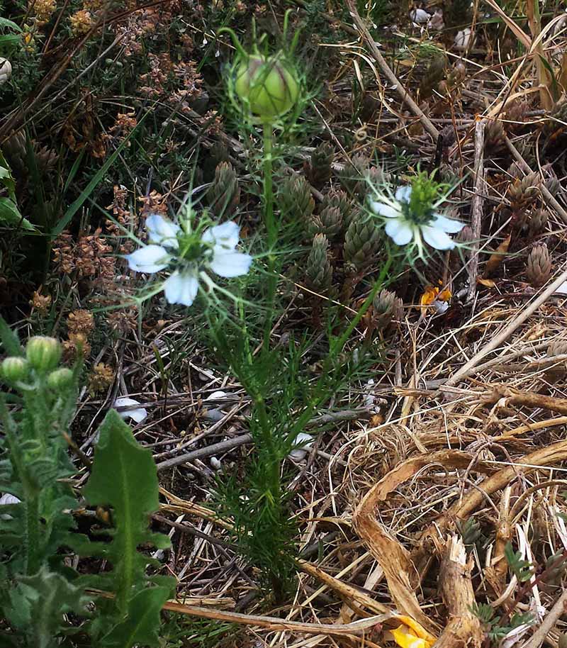 Nigella damascena #50784