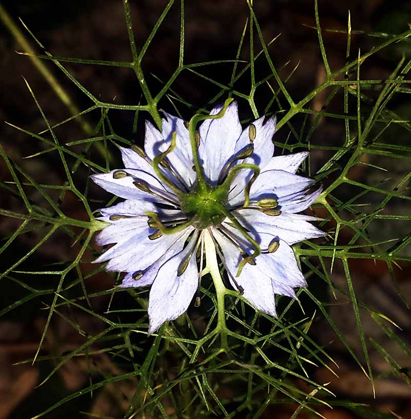 Nigella damascena #50782