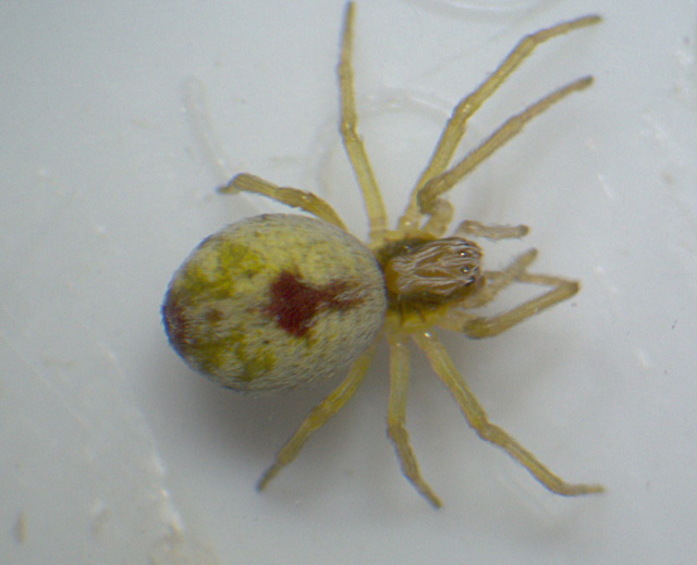 Nigma puella ou flavescens - Dictynidae #4891
