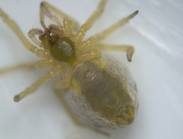 Nigma puella ou flavescens - Dictynidae #4892