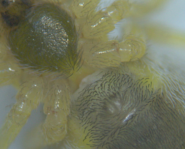 Nigma puella ou flavescens - Dictynidae #4893