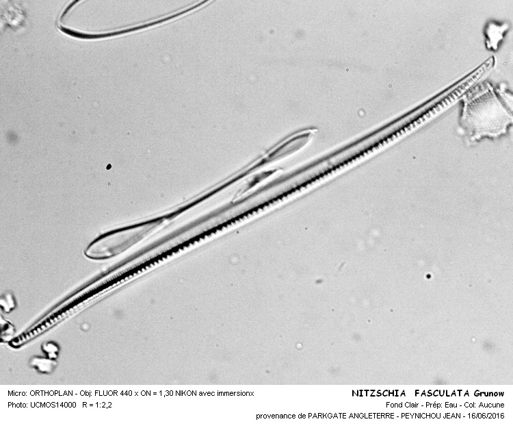 NITSCHIA FASCULATA Grunow #45740