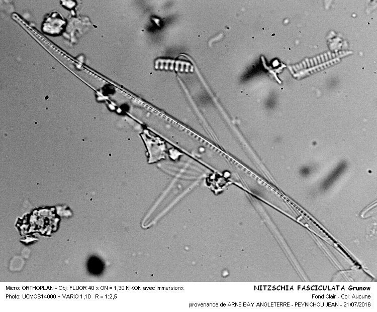 NITSCHIA FASCULATA Grunow #46200