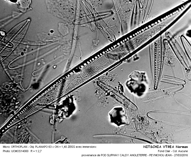 NITSCHIA VITREA #44286