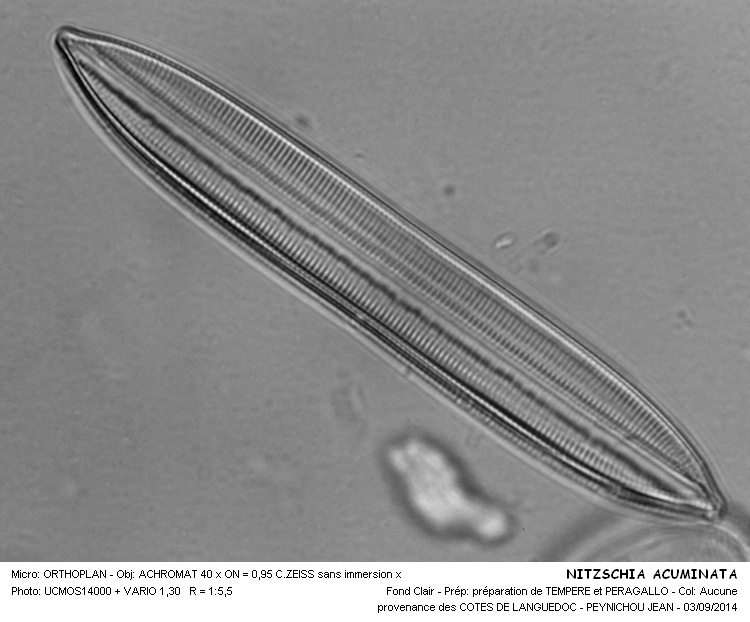 Nitzschia Acuminata #38770