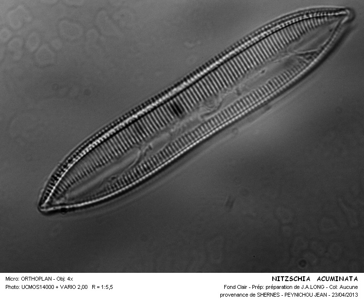 Nitzschia Acuminata #30708