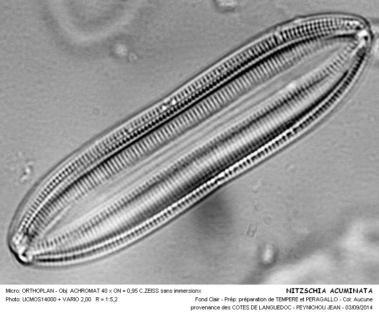 Nitzschia Acuminata #38769