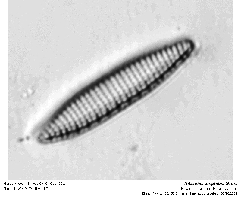 Nitzschia amphibia Grun. #13842