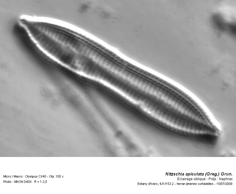 Nitzschia apiculata (Greg.) Grun. #13736