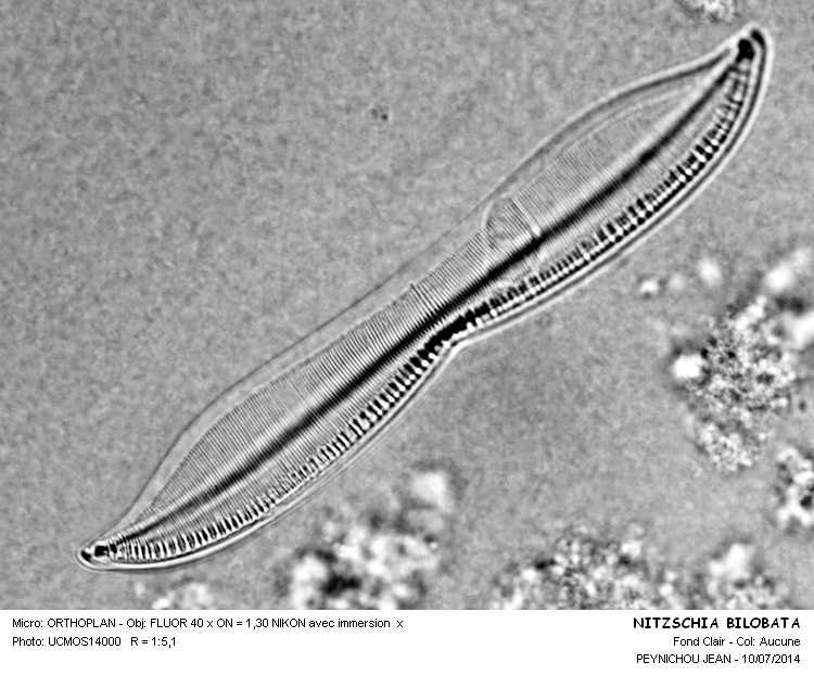NITZSCHIA BILOBATA #38173