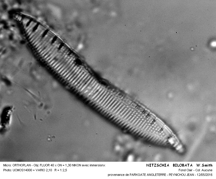 NITZSCHIA BILOBATA W.Smith #45111