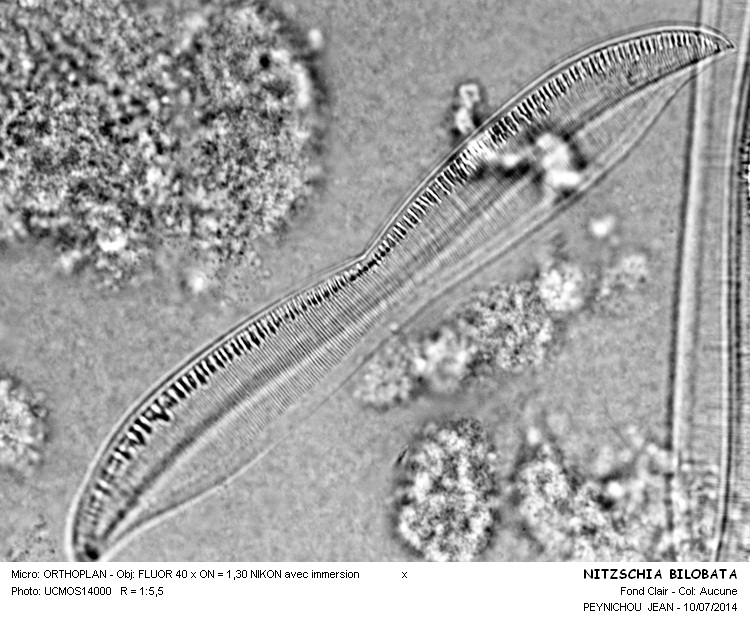 NITZSCHIA BILOBATA #38172