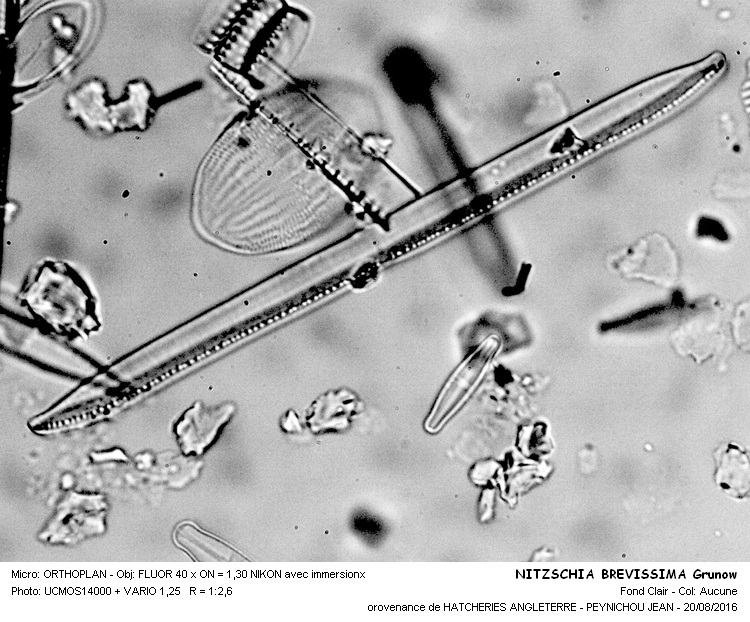 NITZSCHIA BREVISSIMA Grunow #46579