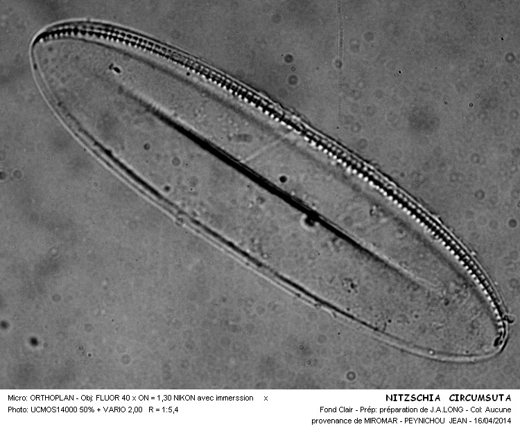 Nitzschia circumsuta #37188