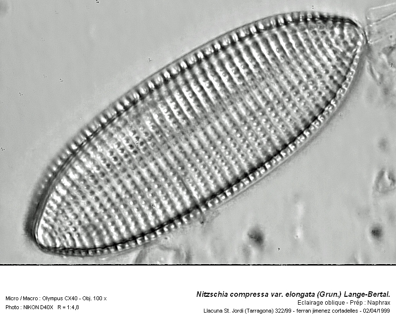 Nitzschia compressa var. elongata (Grun.) Lange-Bert. #14789