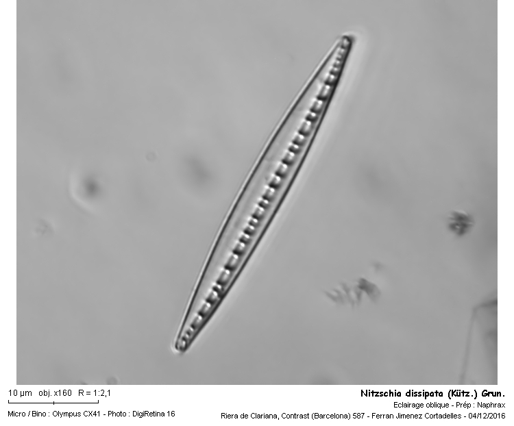 Nitzschia dissipata (Kütz.) Grun. #47889