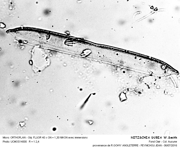 NITZSCHIA DUBIA W.Smith #45995