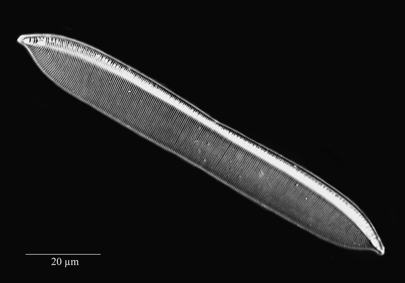 Nitzschia dubia #69584