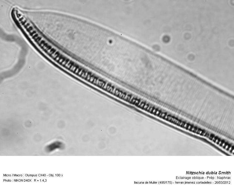 Nitzschia dubia Smith #26228