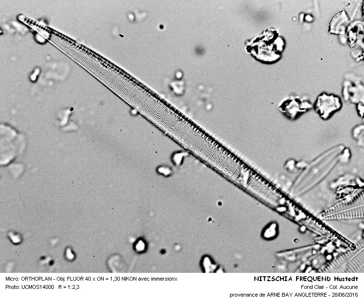 NITZSCHIA FREQUENS Hustedt #45910
