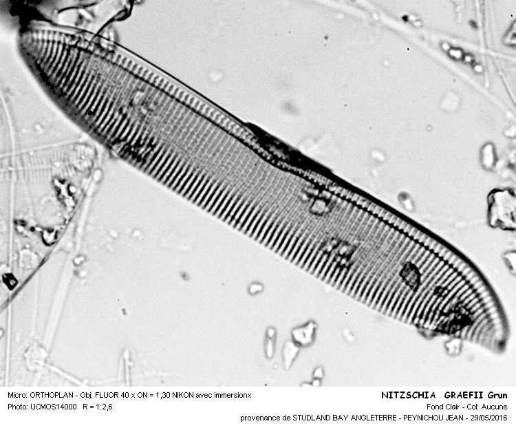 NITZSCHIA GRAEFII Grun #45436
