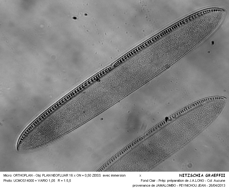 NITZSCHIA GRARFFII #30780