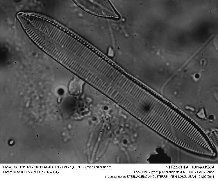 NITZSCHIA HUNGARIA #31766