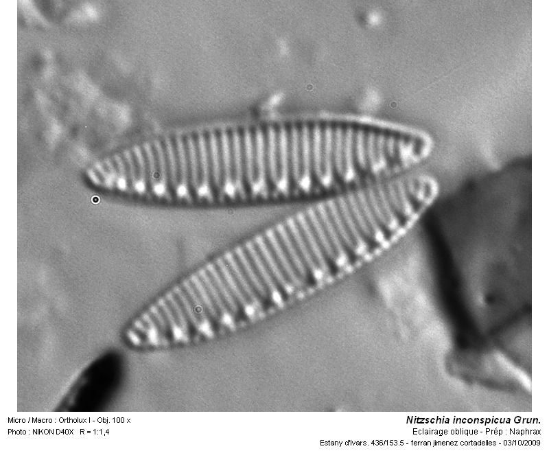 Nitzschia inconspicua Grun. #14239