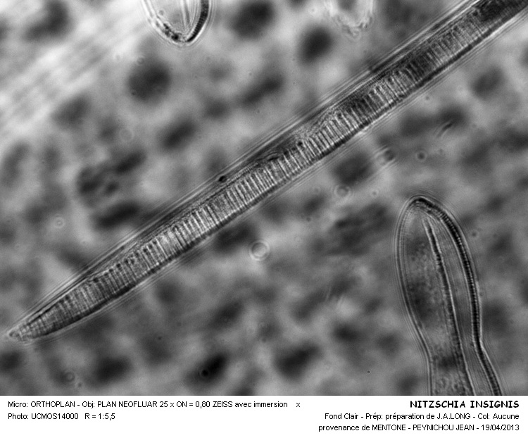 NITZSCHIA INSIGNIS #31764