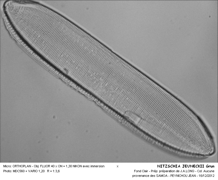 NITZSCHIA JELINECKII Grun. #36888