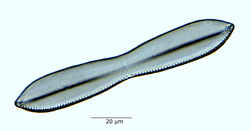 Nitzschia jelineckii #60987