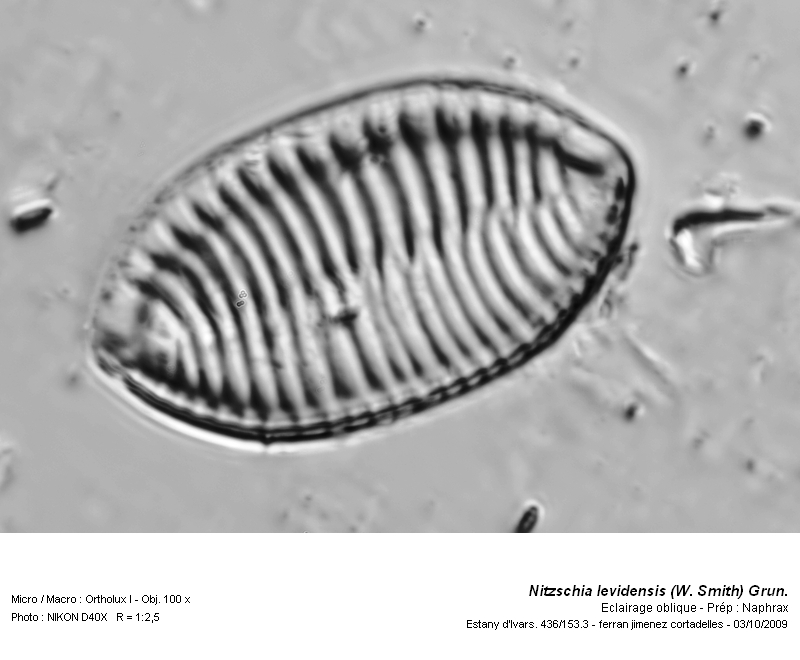 Nitzschia levidensis (W. Smith) Grun. in Van Heurck #14161